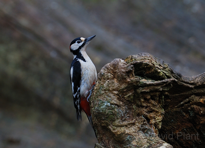 Great spotted woodpecker - B.jpg - Great spotted woodpecker - Forest of Dean